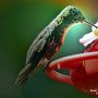 Hummingbird Photo: 06_ENERO_2013 Firma